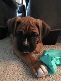 In Puppies Georgia Sale Akc Boxer For In Puppies Georgia Sale Akc Boxer For