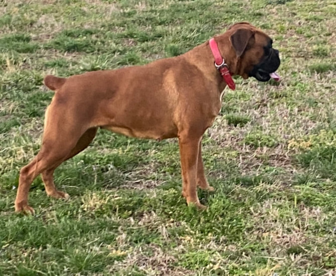 Beautiful boxers sale